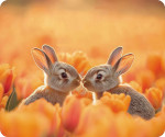 FRIEND